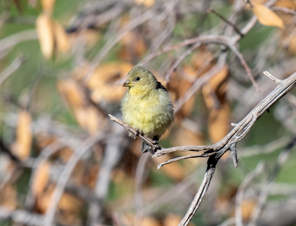 Lesser Goldfinch - ML638289233