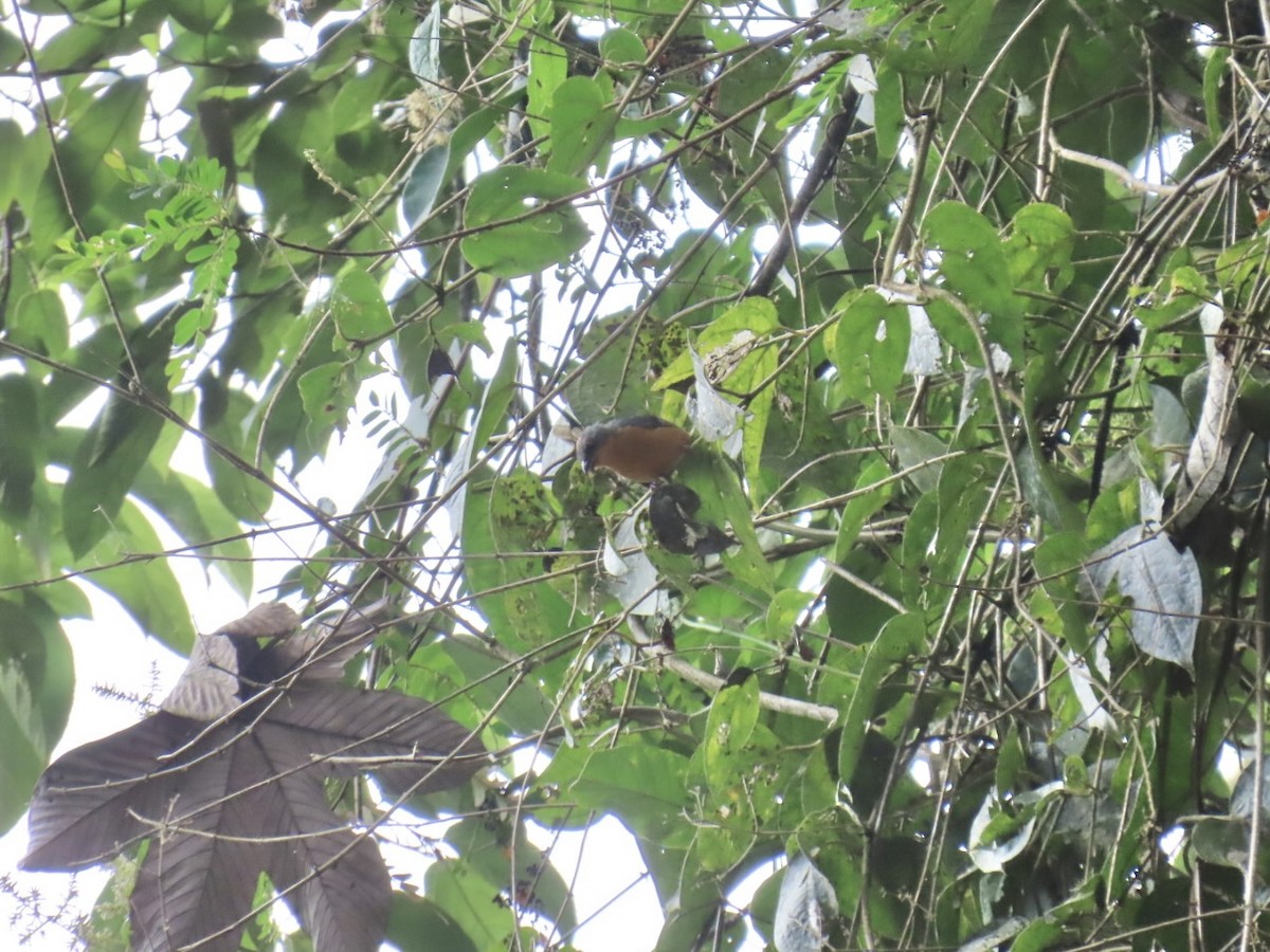 Rufous-crested Tanager - ML638289235