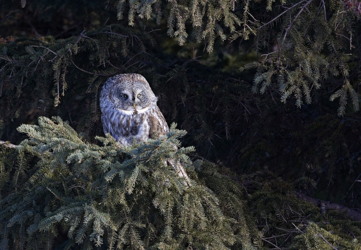 Great Gray Owl - ML638289241
