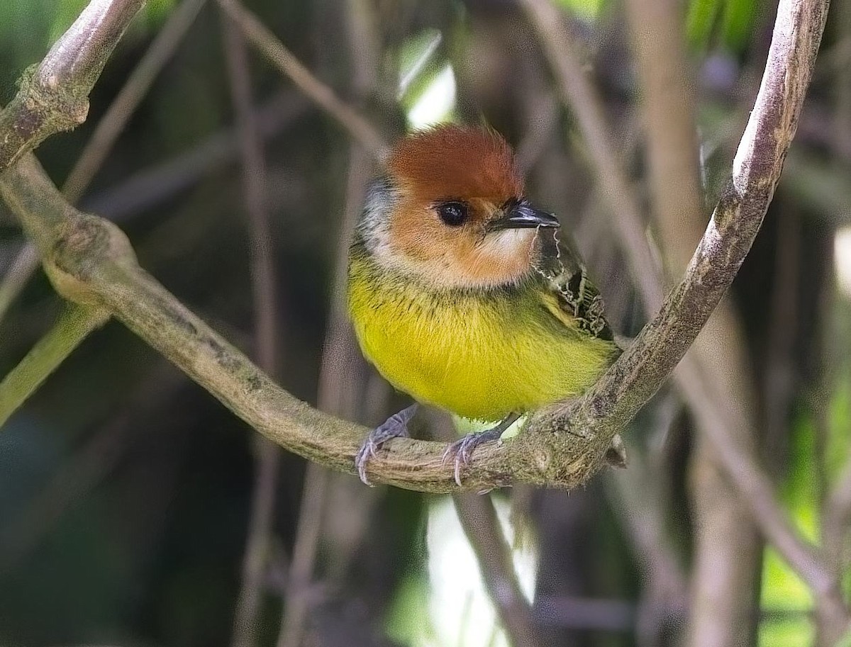 Rufous-crowned Tody-Flycatcher - ML638289247