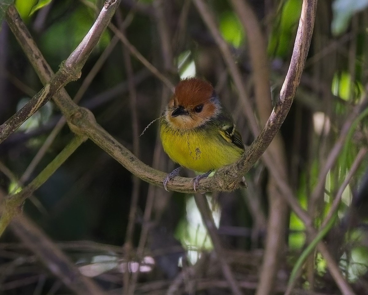 Rufous-crowned Tody-Flycatcher - ML638289248