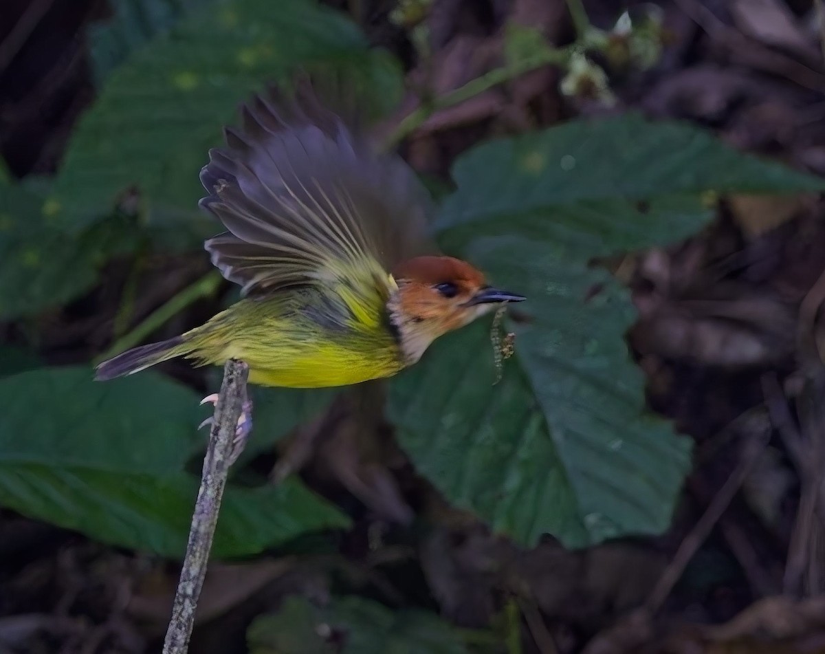 Rufous-crowned Tody-Flycatcher - ML638289249