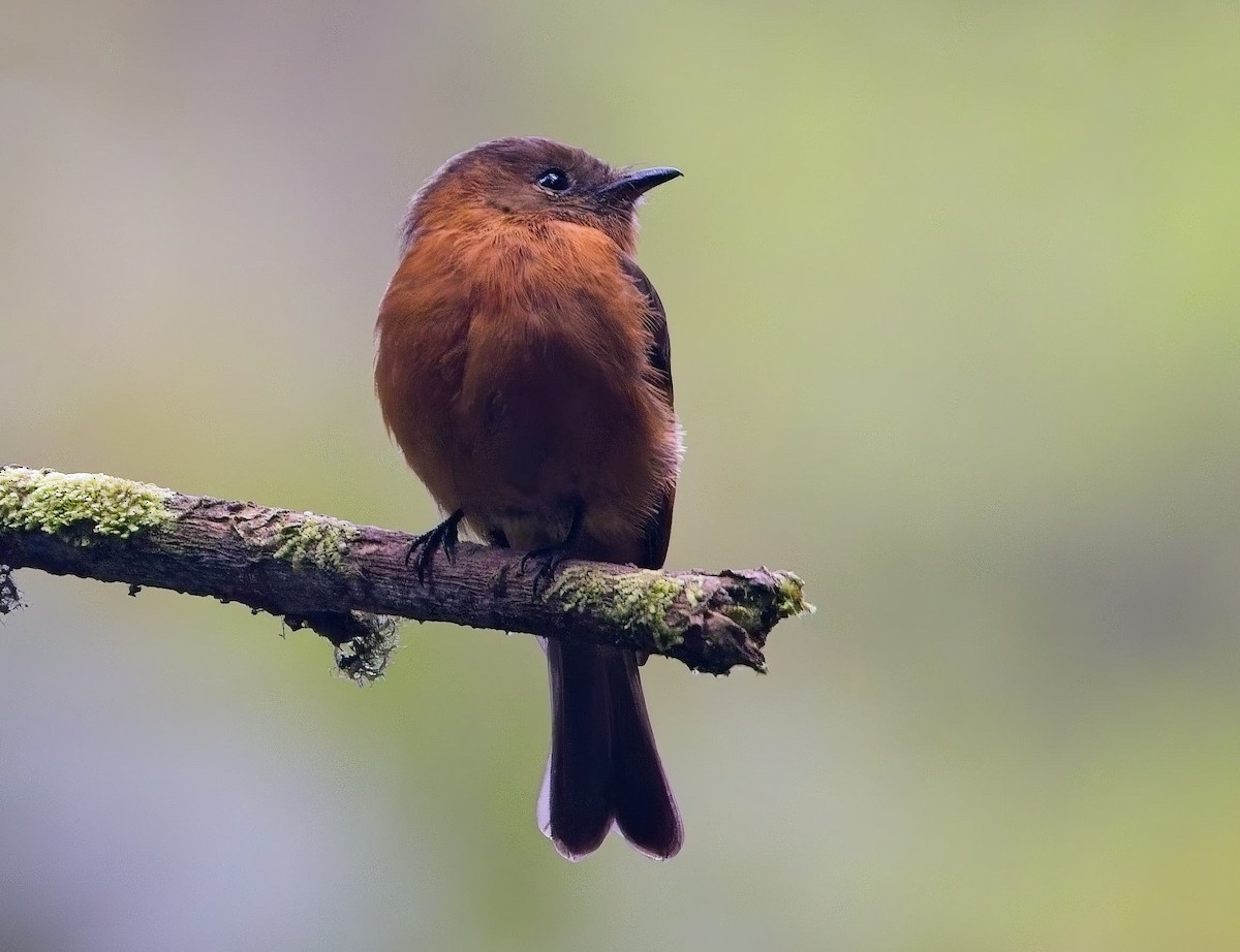 Cinnamon Flycatcher - ML638289252