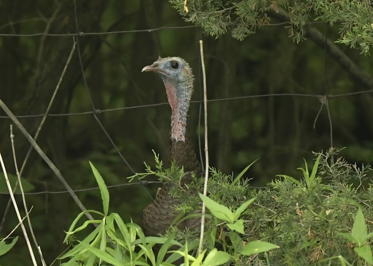 Wild Turkey - ML638289256