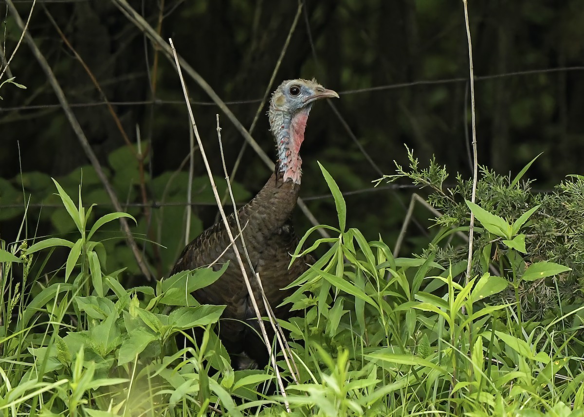 Wild Turkey - ML638289258