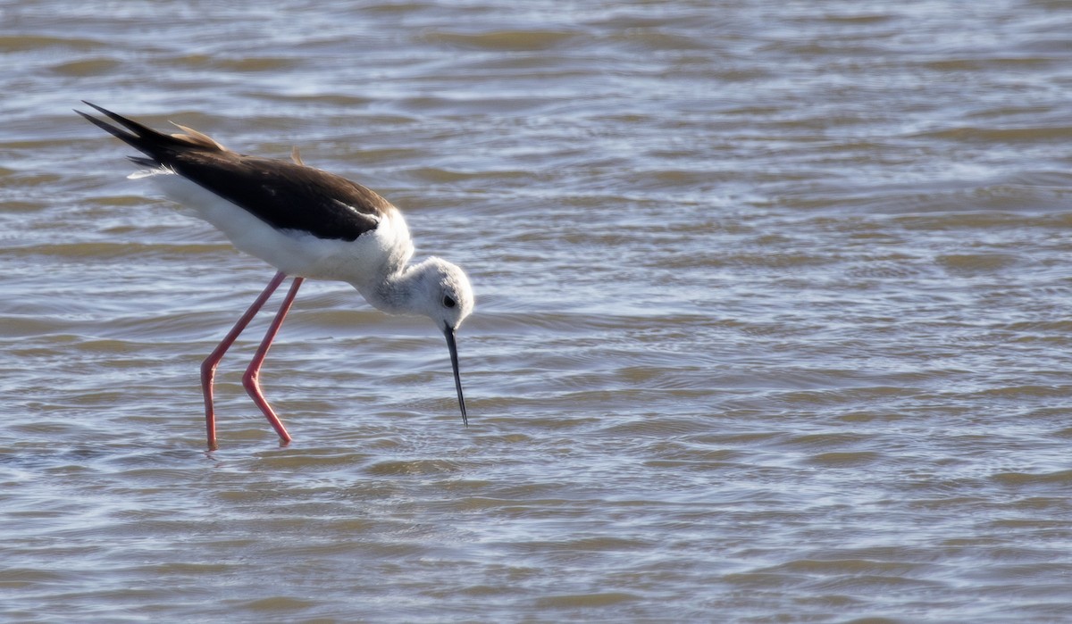 Black-winged Stilt - ML638289260