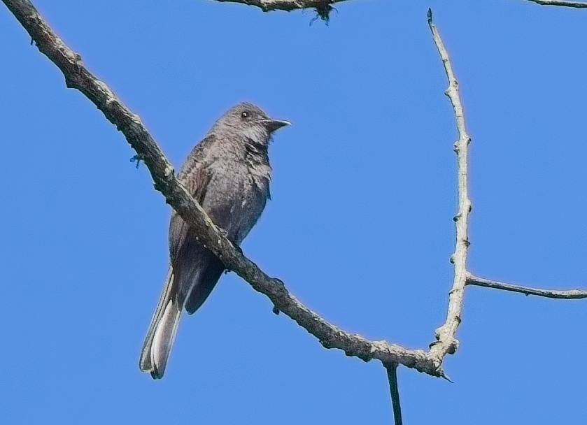 Smoke-colored Pewee - ML638289263