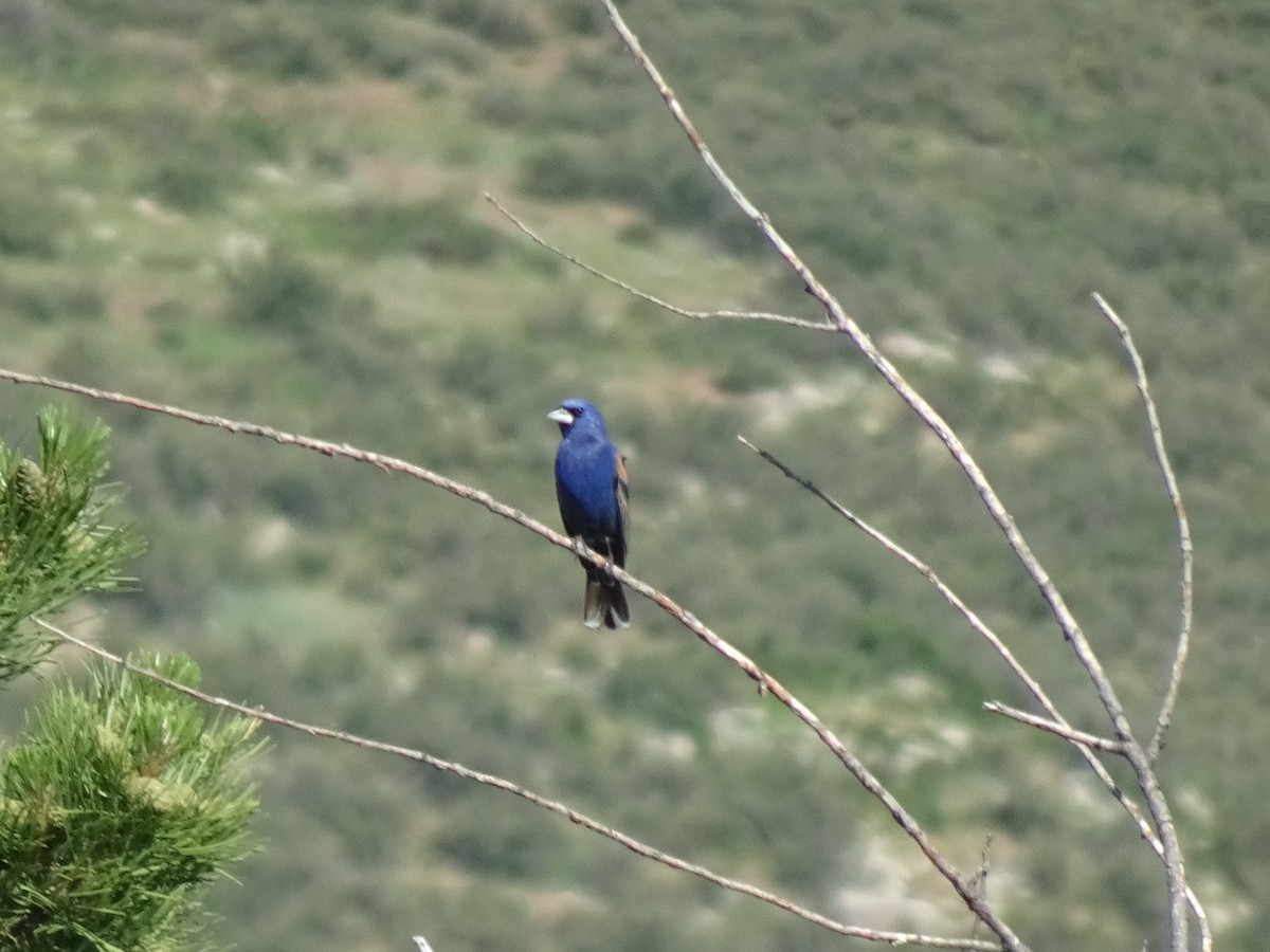 Blue Grosbeak - ML638289268