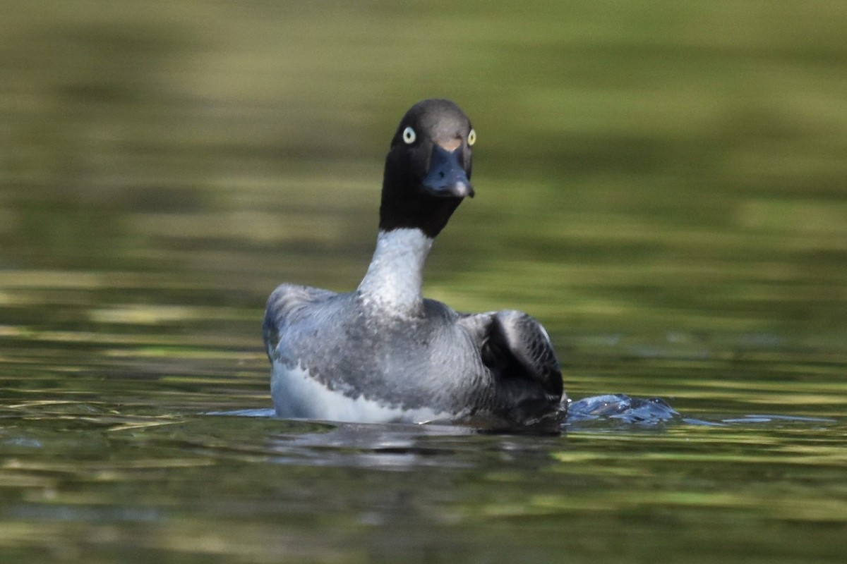 Common Goldeneye - ML638289273