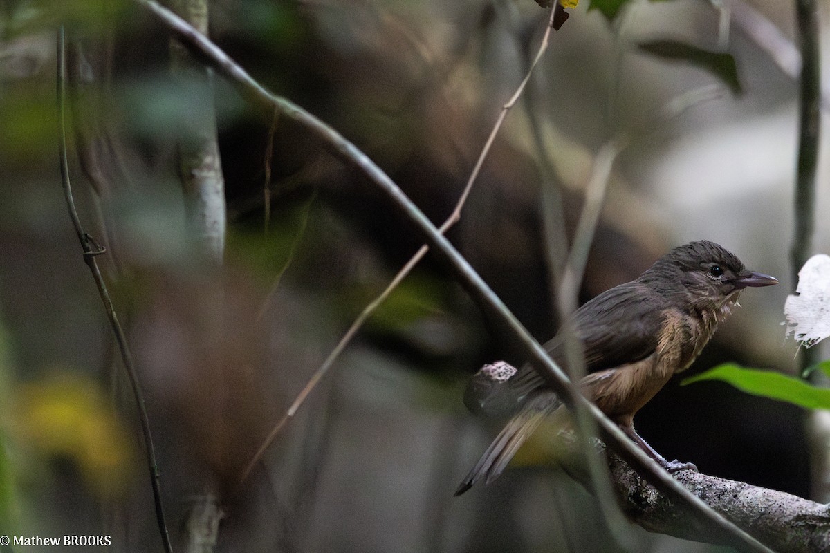 Bower's Shrikethrush - ML638289283