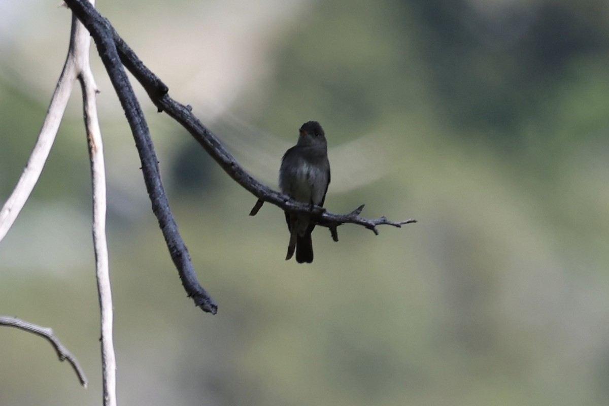 Western Wood-Pewee - ML638289284