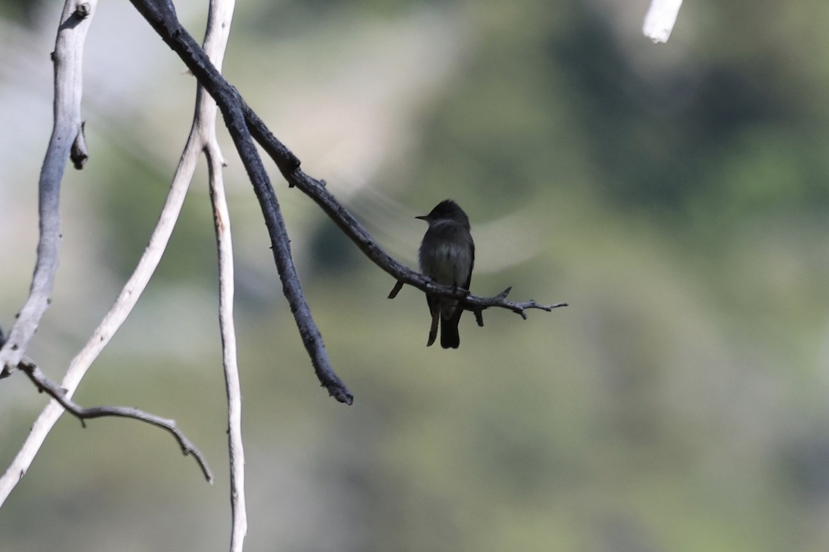 Western Wood-Pewee - ML638289285
