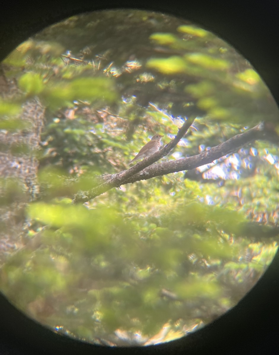 Bicknell's Thrush - ML638289302