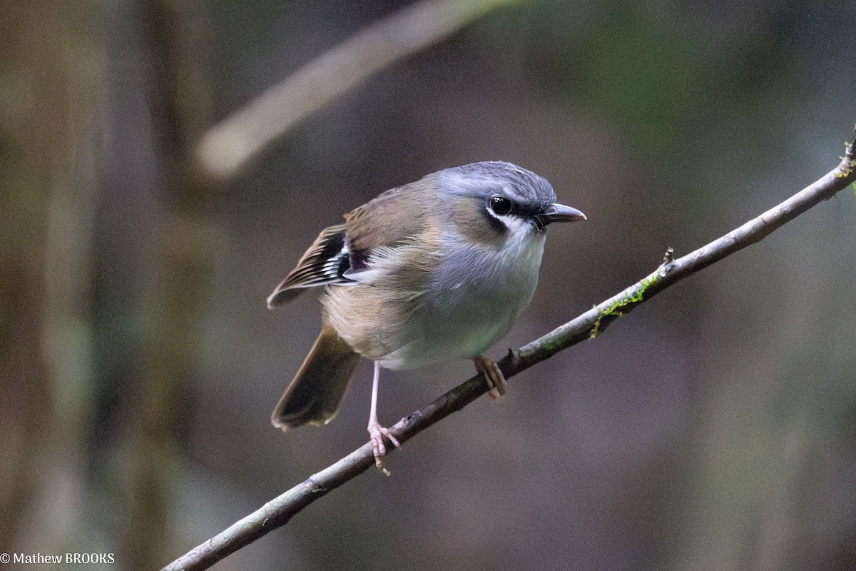 Gray-headed Robin - ML638289332