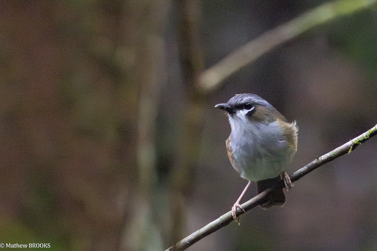 Gray-headed Robin - ML638289333