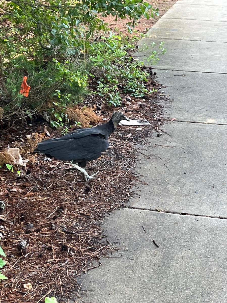 Black Vulture - ML638289335