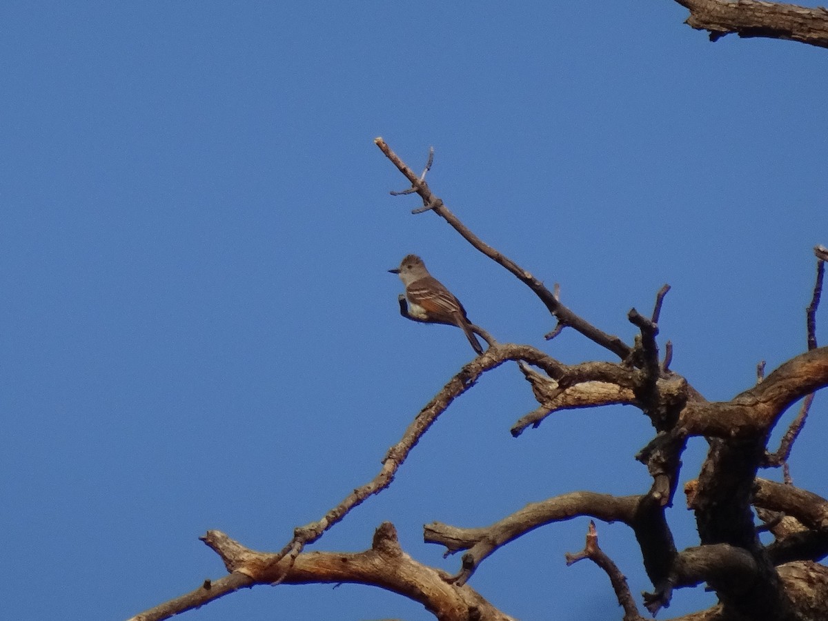 Ash-throated Flycatcher - ML638289339