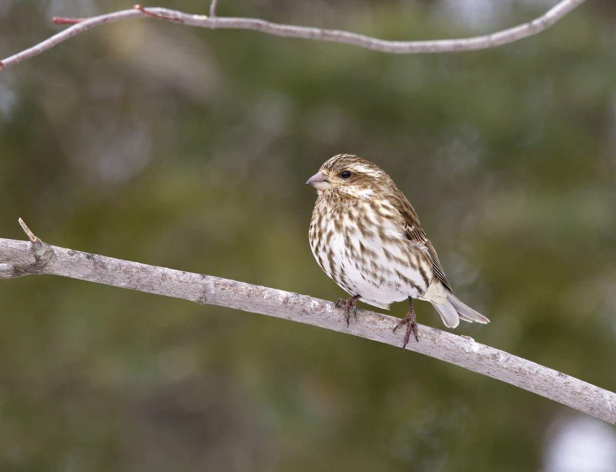 Purple Finch - ML638289341