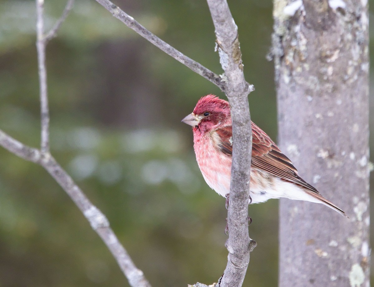 Purple Finch - ML638289342
