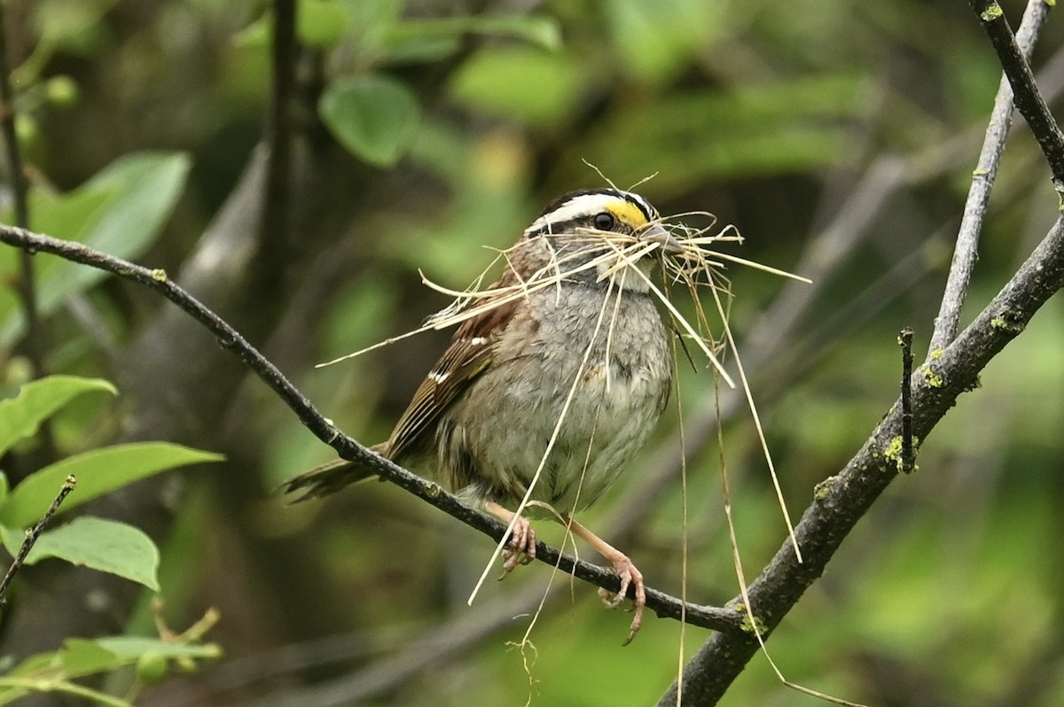 White-throated Sparrow - ML638289343