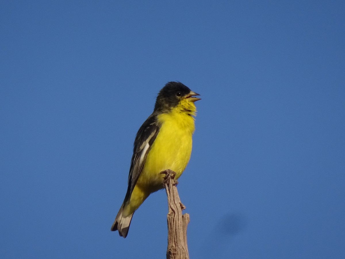 Lesser Goldfinch - ML638289351