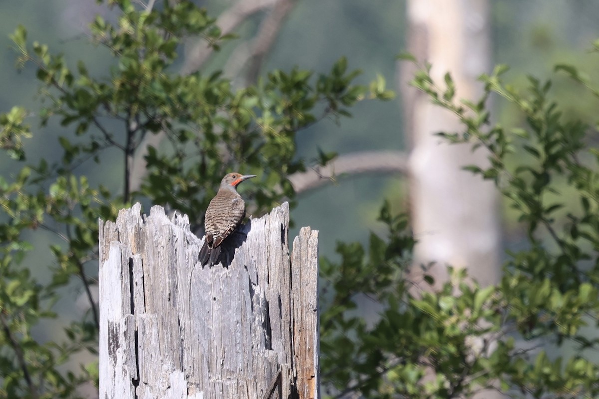 Northern Flicker (Red-shafted) - ML638289353