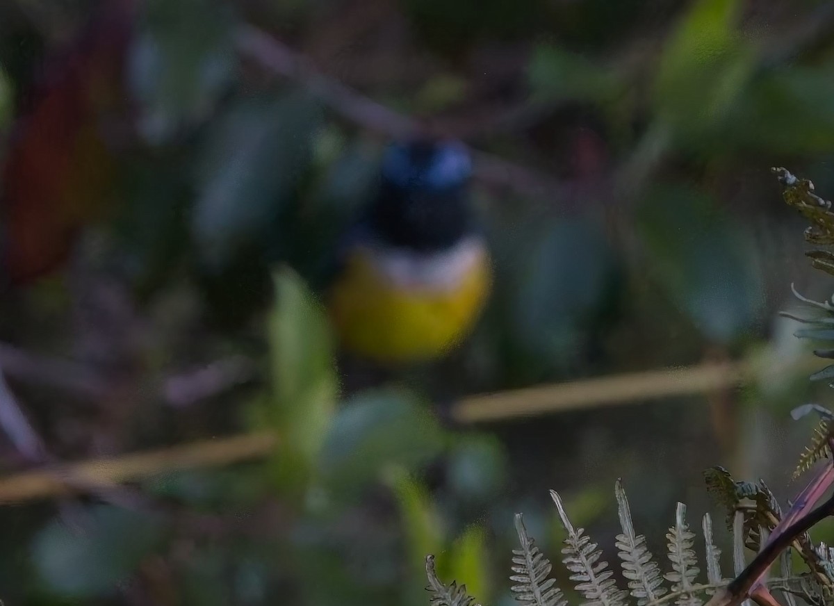 Buff-breasted Mountain Tanager - ML638289354