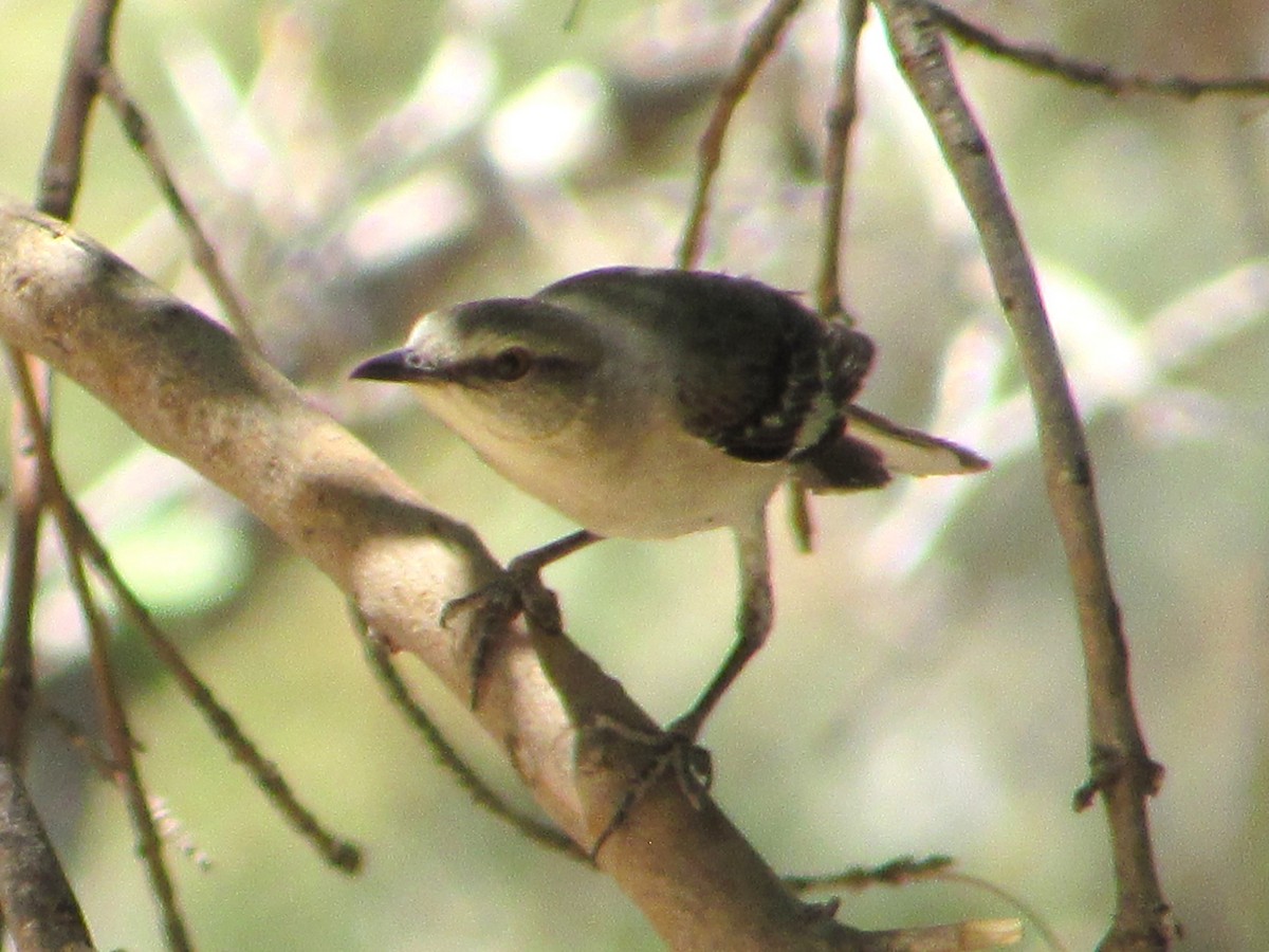 Northern Mockingbird - ML638289355