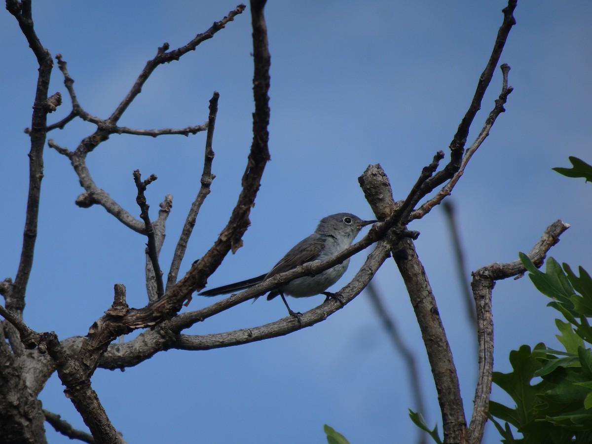 Blue-gray Gnatcatcher - ML638289364