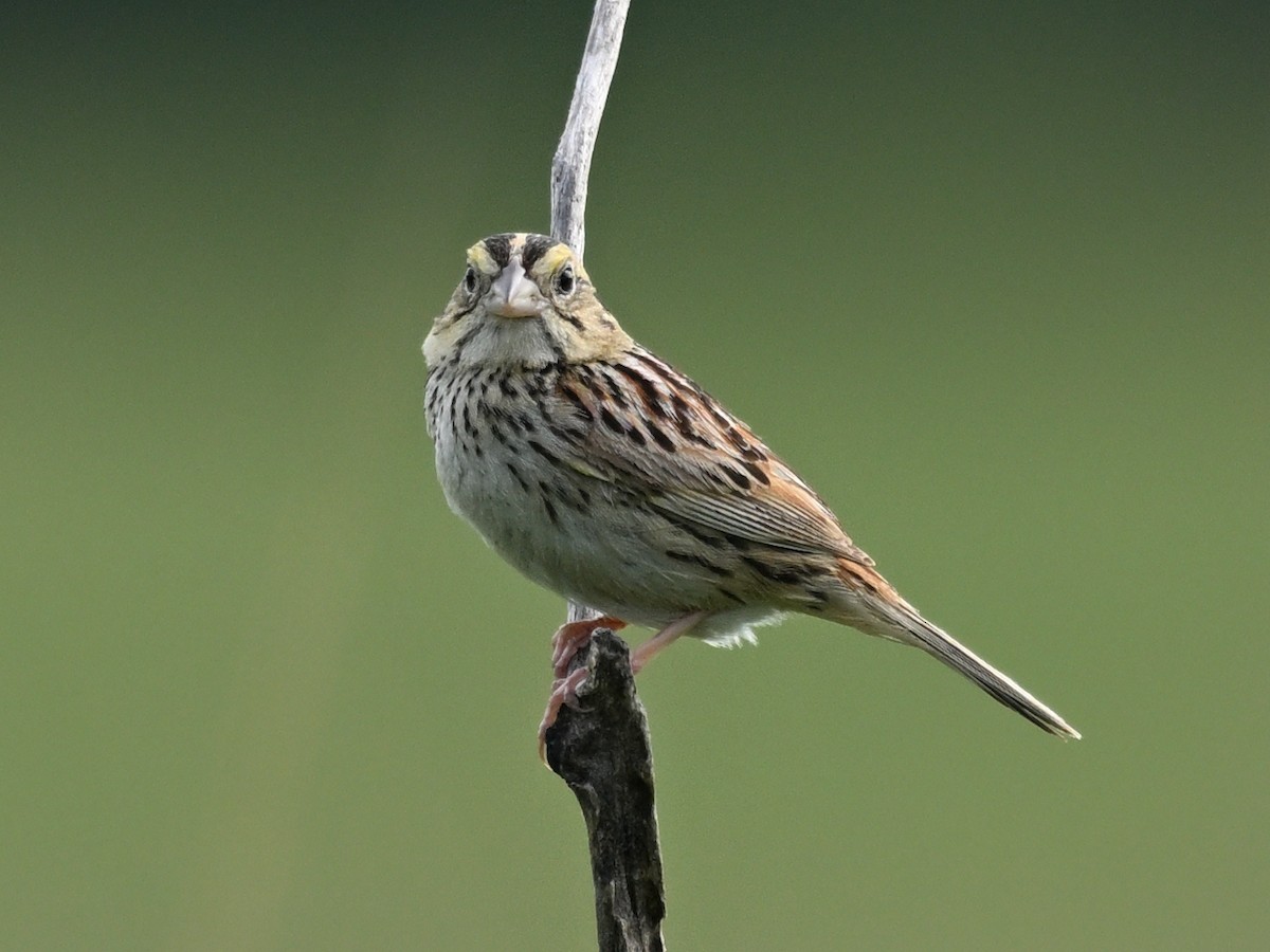 Henslow's Sparrow - ML638289365