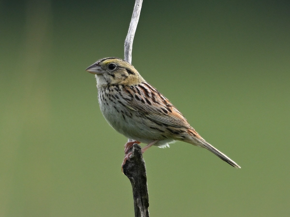 Henslow's Sparrow - ML638289366