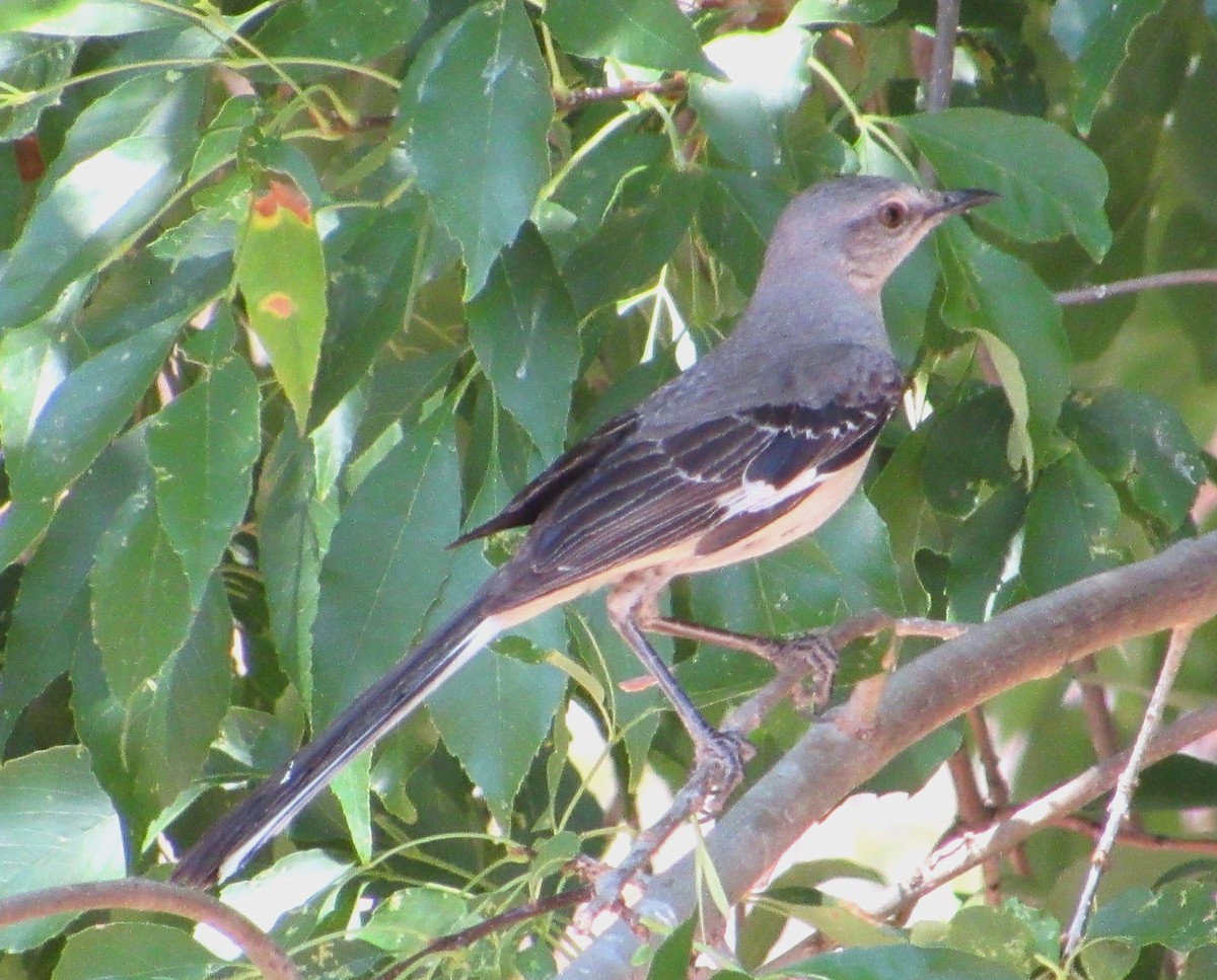 Northern Mockingbird - ML638289369