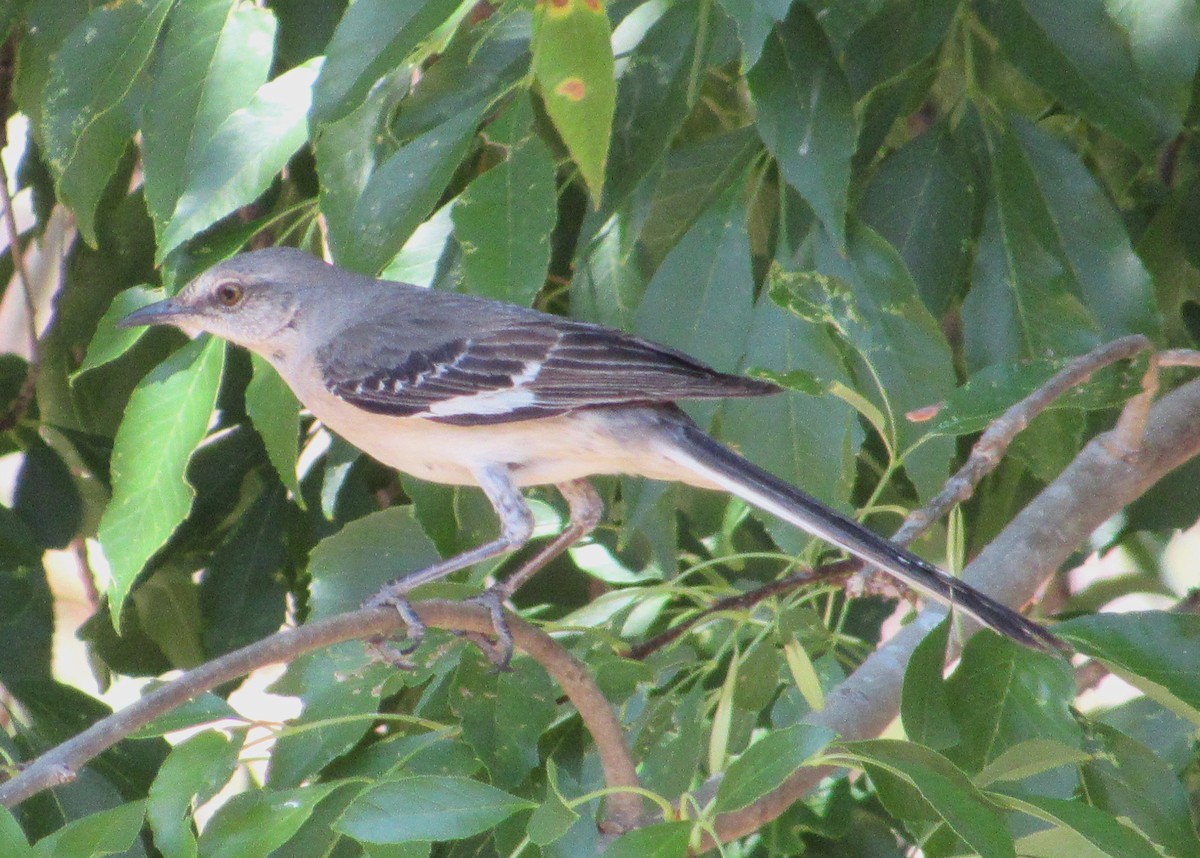 Northern Mockingbird - ML638289370