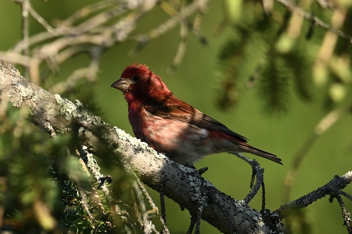 Purple Finch - ML638289376