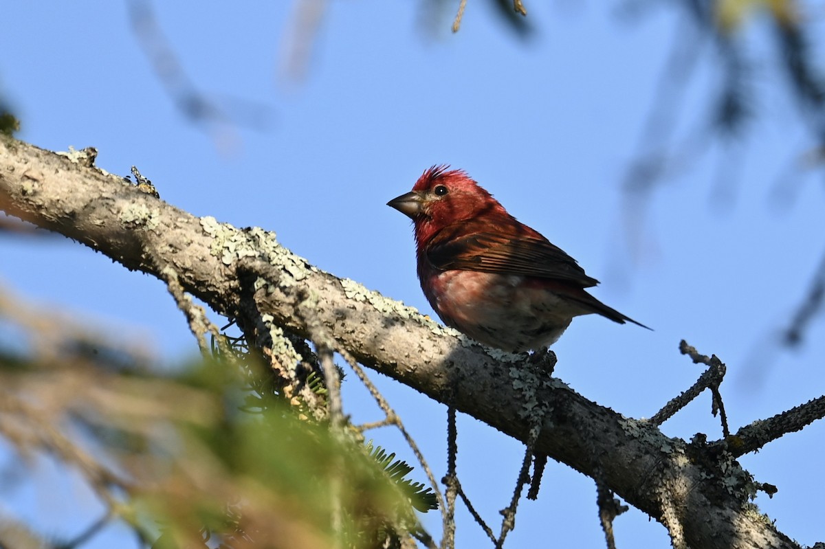 Purple Finch - ML638289377