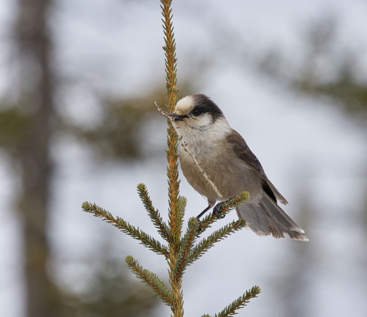 Canada Jay (Boreal) - ML638289389
