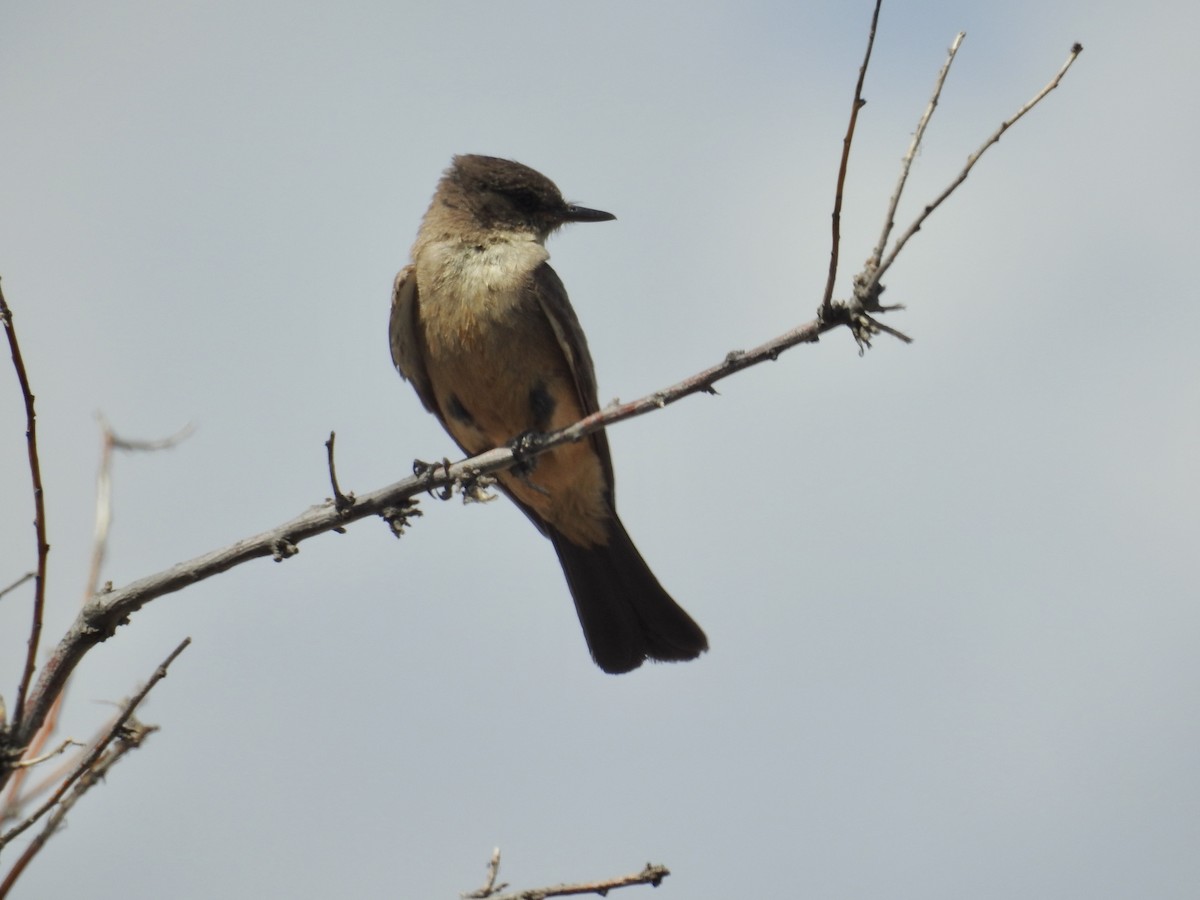 Say's Phoebe - ML638289390
