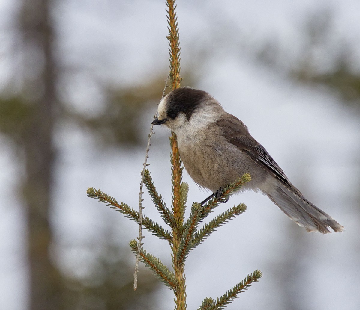 Canada Jay (Boreal) - ML638289391