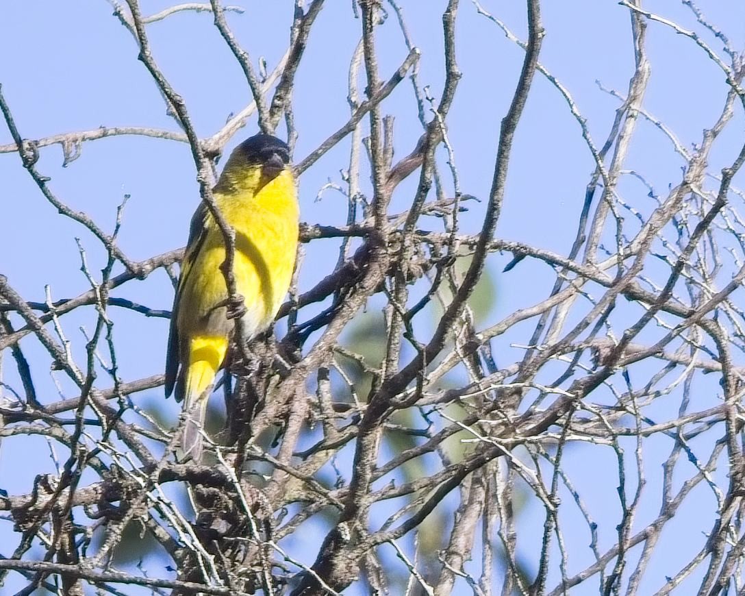Andean Siskin - ML638289393