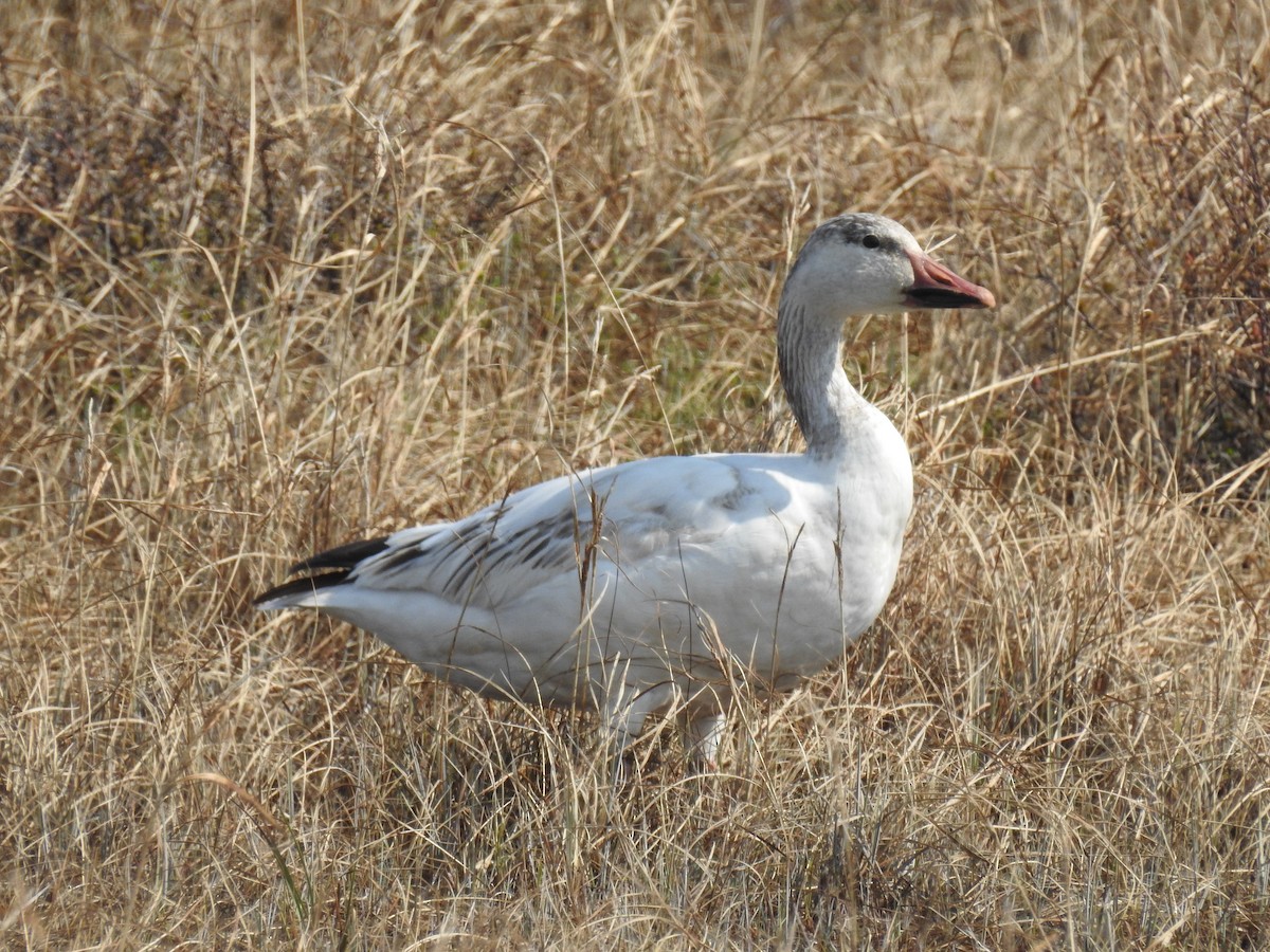 Snow Goose - ML638289400