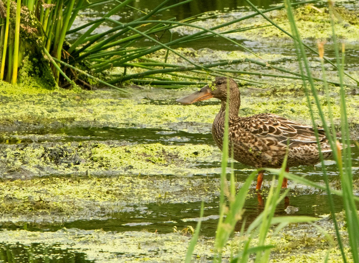 Northern Shoveler - ML638289401