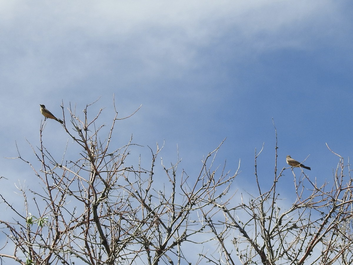 Say's Phoebe - ML638289409