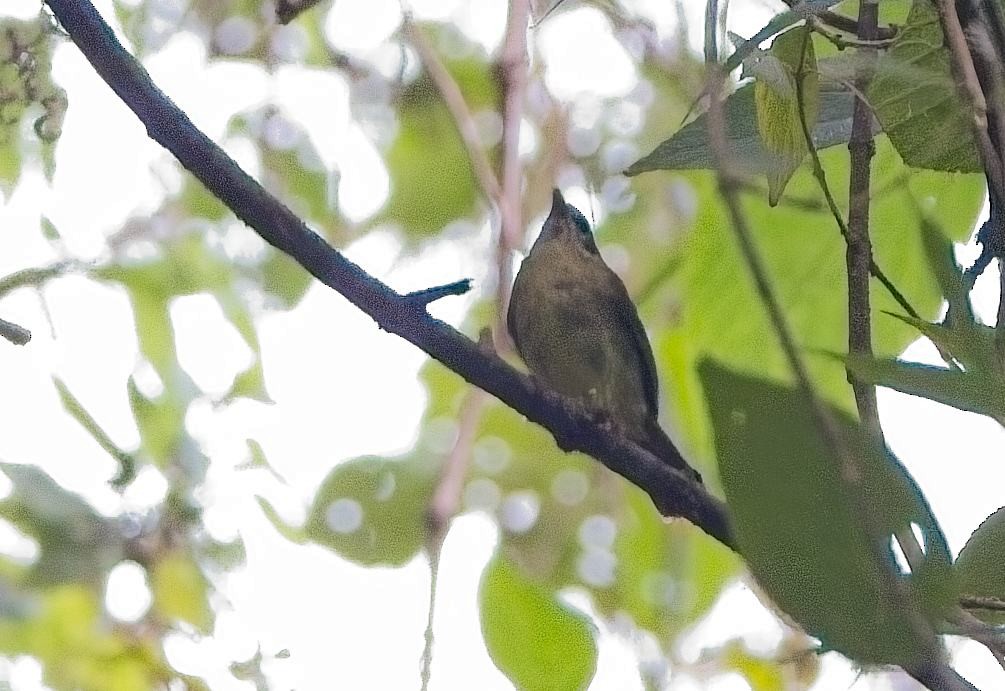 Three-striped Warbler - ML638289412