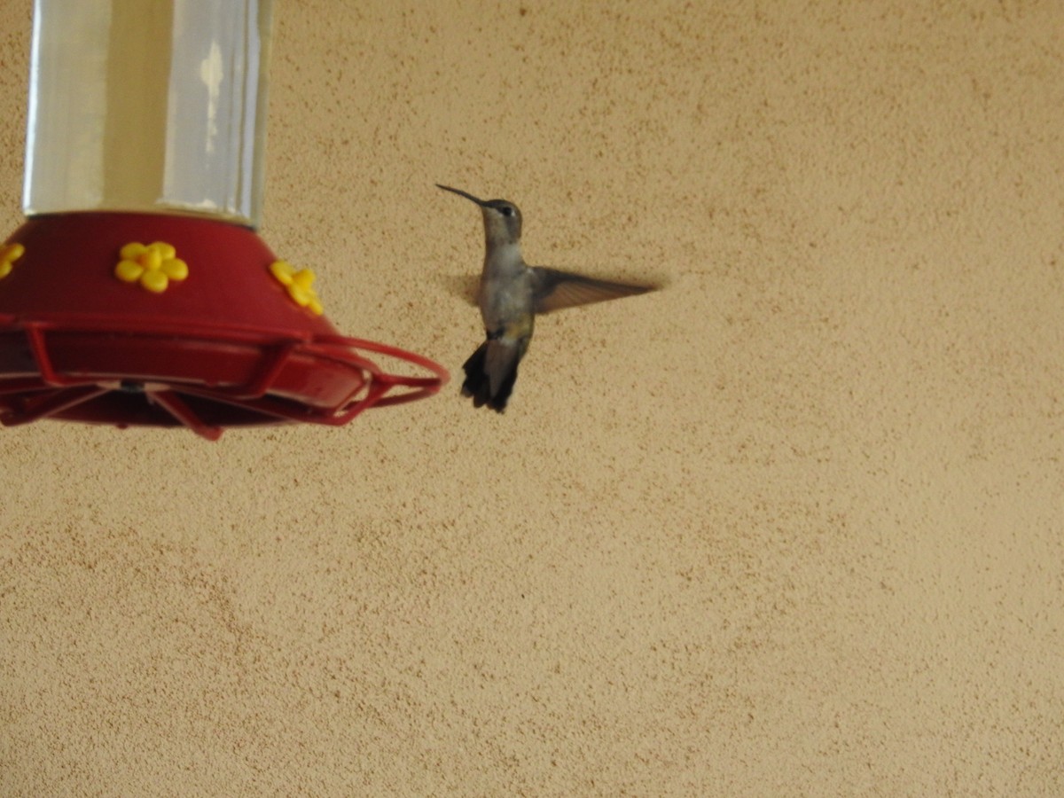 Black-chinned Hummingbird - ML638289413