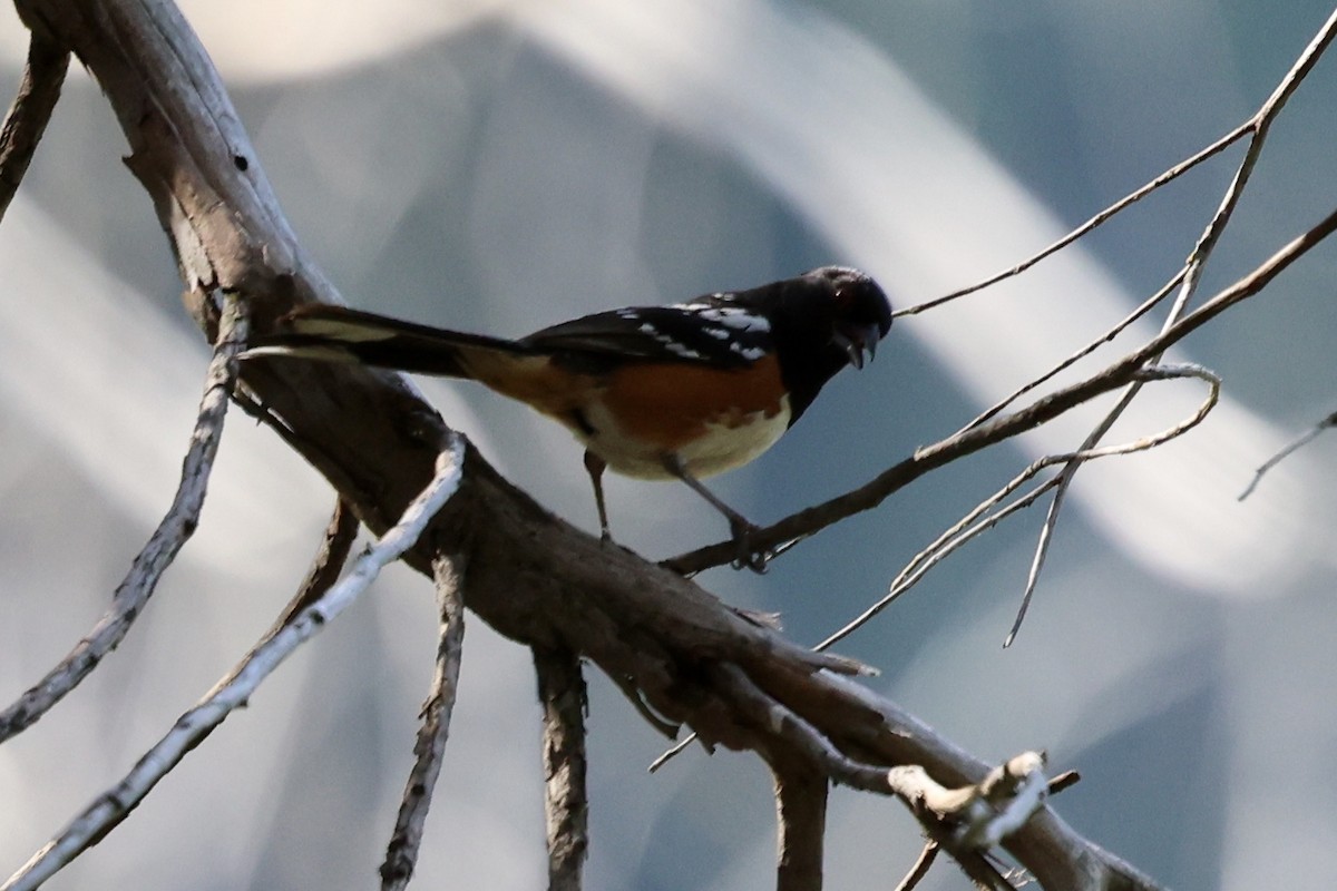Spotted Towhee - ML638289414