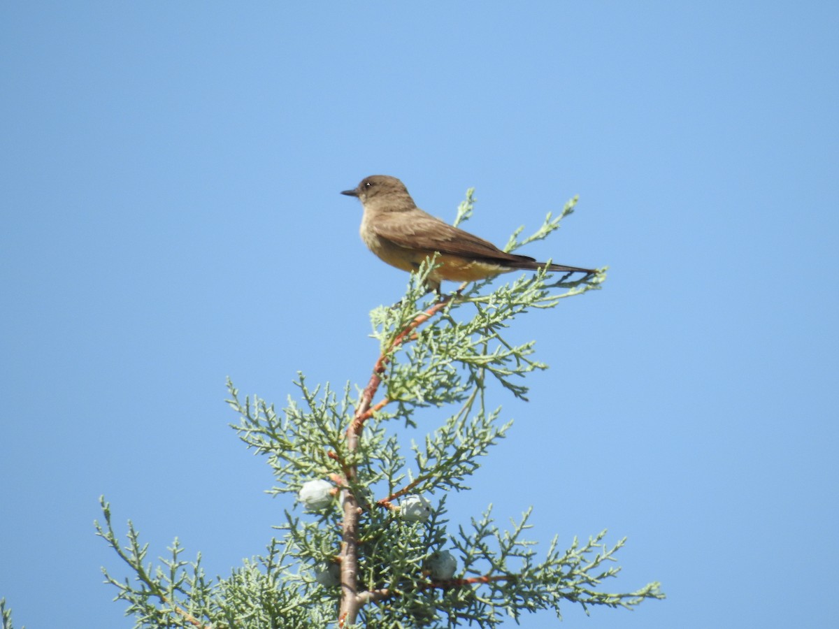 Say's Phoebe - ML638289416