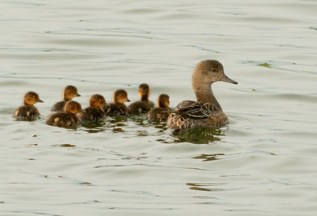 American Wigeon - ML638289418