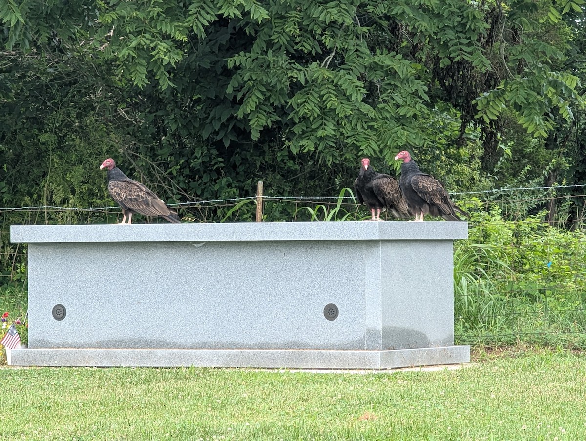 Turkey Vulture - ML638289421