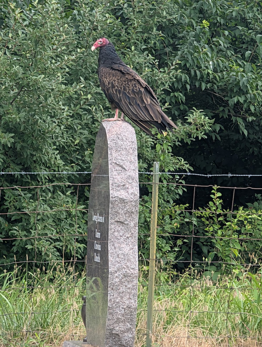 Turkey Vulture - ML638289422