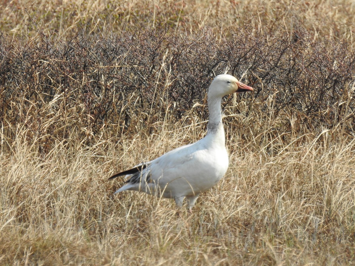 Snow Goose - ML638289424